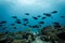 School of black fish swim above coral reef