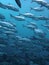 School of Black jack, black trevally, black kingfish, coal fish or black ulua during a leisure dive in Barracuda Point, Sipadan Is