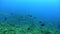 School of Blackfin barracuda Sphyraena qenie circling around coral plateau in Red sea