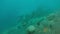 A school of Blacktail Snapper on a shallow ship wreck in Truk Lagoon