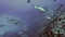 School of blacktip Gray Reef Shark underwater swim in blue waters in Tuamotu.