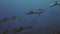 School of blacktip Gray Reef Shark underwater swim in blue waters in Tuamotu.