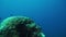 School of blue fish and corals sunken ship wreck in underwater Truk Islands.
