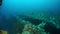 School of blue fish and corals sunken ship wreck in underwater Truk Islands.