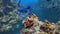 School of blue fish swimming around reef
