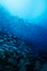 School of blue Indian Mackerel underwater along the dive site , Baa Atoll, Maldives.