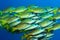 School of Blue-lined Snappers