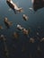 School of bluegill sunfish swimming in the underwater cavern of Blue Grotto, Florida