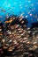 A school of brightly colour fish swimming past a reef