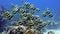 School of butterfly fish underwater on background coral in Red sea.