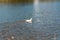 School of carp nibbling at a white feathered duck