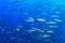 School of Chevron Barracuda Sphyraena putnamae in blue water above a tropical coral reef