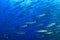 School of Chevron Barracuda Sphyraena putnamae in blue water above a tropical coral reef