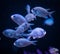 School of Chromis Damselfish Against Background