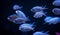 School of Chromis Damselfish Isolated Against Background