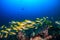 School of colorful blue stripe snapper on a tropical coral reef in Thailand`s Andaman Sea