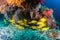 School of colorful five-lined Snapper Lutjanus quinquelineatus on a coral reef in the Andaman Sea