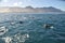 A school of dolphins in front of the coastline of hermanus