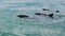 School of dolphins near the water surface