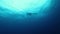 School of dolphins swims underwater near seabed of ocean.