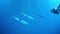 School of dolphins swims underwater near seabed of ocean.