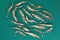 A school of dried fish on green background