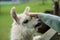 School european girl feeding fluffy furry alpacas lama. Happy excited child feeds guanaco in a wildlife park. Family