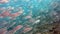 School of fish Bigeye Trevallies (Tursiops truncates) reefs Bali