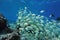 School of fish convict surgeonfish Pacific ocean
