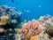 School of fish on coral garden in red sea, Egypt