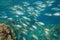School of fish Mediterranean sea Balearic islands