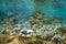 School of fish pebbles and rocks Mediterranean sea