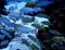 School of fish on salt pier reef, Bonaire, Carribean sea