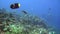 School of fish and shark on background underwater in sea of Galapagos Islands.