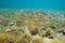 School fish striped red mullet Mediterranean sea