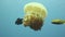 School of fish surrounding jellyfish