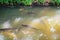 School of fishes in the clear freshwater canal with natural green bank and sunlight reflection. Peaceful canal surrounded by