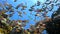 School of fishes Vanikoro Sweeper swims near coral reef in Red sea. Egypt