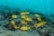 School of five-lined snapper, blue-striped snapper, blue-banded