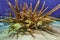 School of French Grunts huddled under staghorn coral