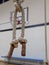 School gymnasium climbing ropes tied in a knot and hanging down