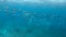 School of Humphead Parrotfishes on a coral reef