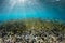 School of Juvenile Rabbitfish in Shallow Water