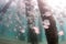 A school of Lookdown fish under a pier