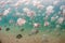 A school of Lookdown fish under a pier