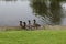 A school of mallard ducks walking along the Leeds and Liverpool canal.