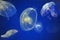 School of Moon Jellyfish