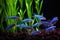 a school of neon tetras with dark background