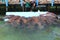 A school of nurse sharks looking for food from an aquarium keeper