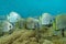 A School of Orbicular Batfish in Palau